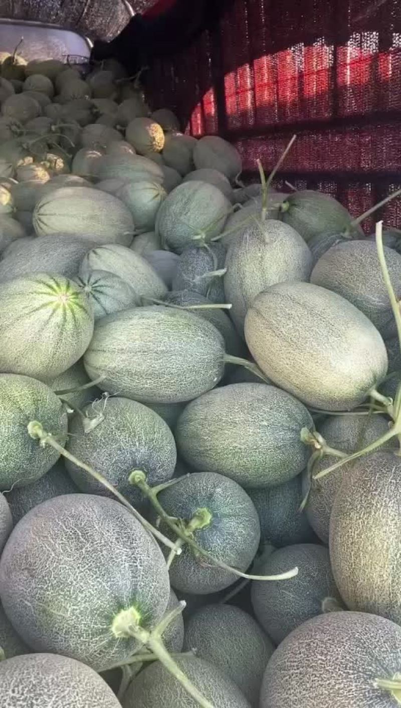 专业哈密瓜
