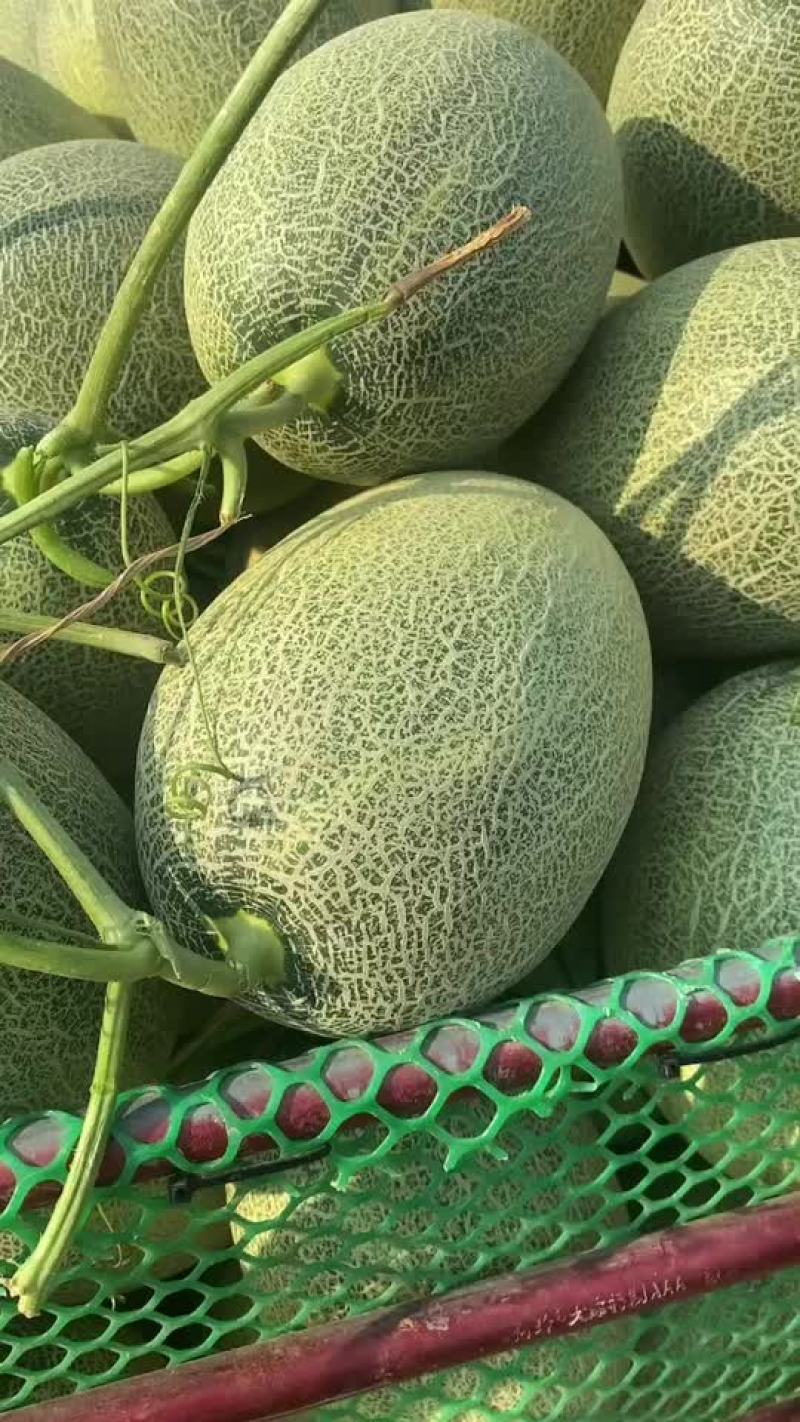 专业哈密瓜