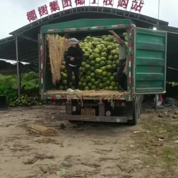 海南椰子