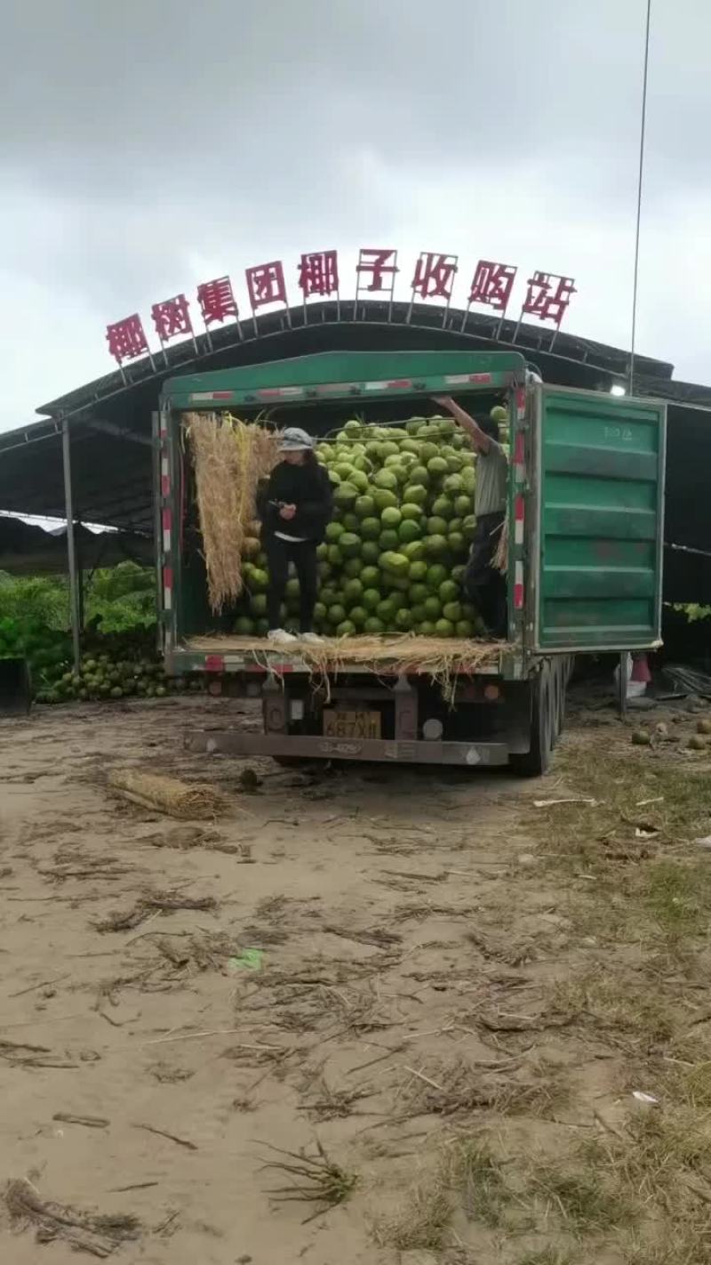 海南椰子