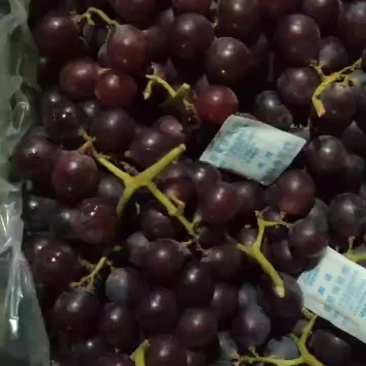 精品巨峰