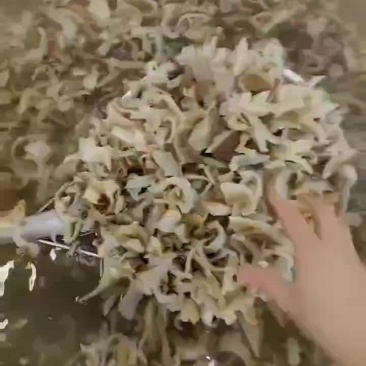 毛肚底板头子