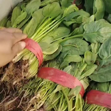 河北省邯郸市永年区小叶菠菜大量上市，精品小叶菠菜。