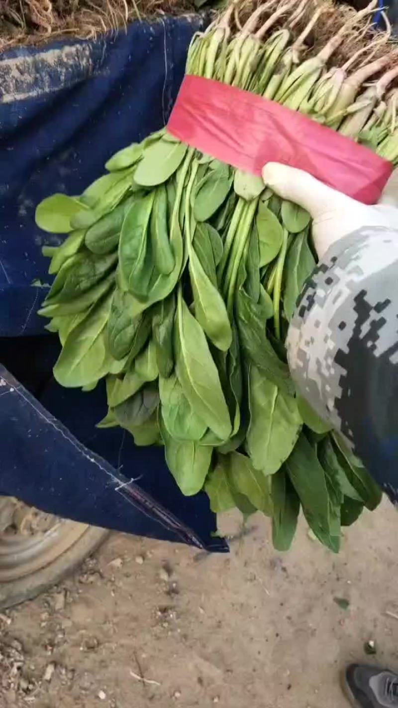 河北省邯郸市永年区小叶菠菜大量上市，精品小叶菠菜。