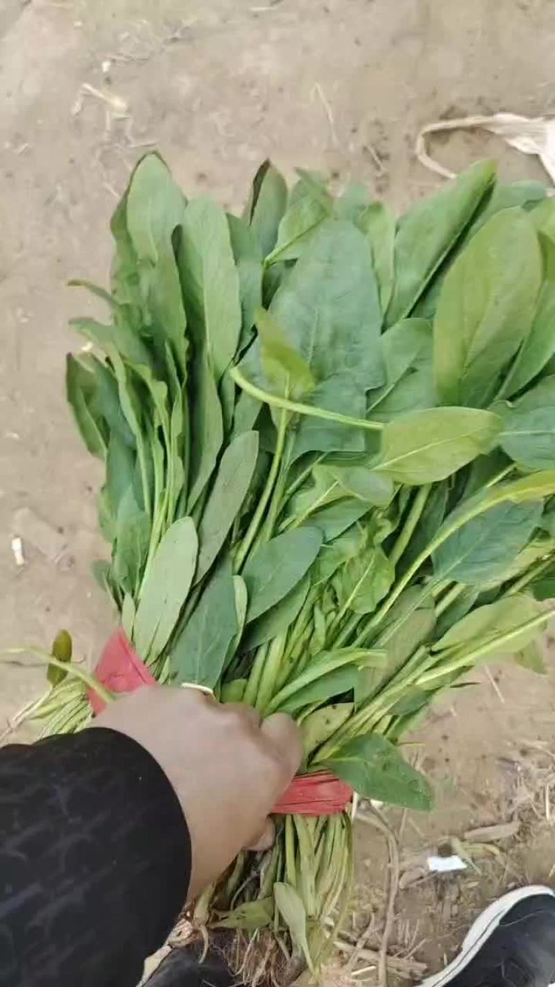 河北省邯郸市永年区小叶菠菜大量上市，精品小叶菠菜。
