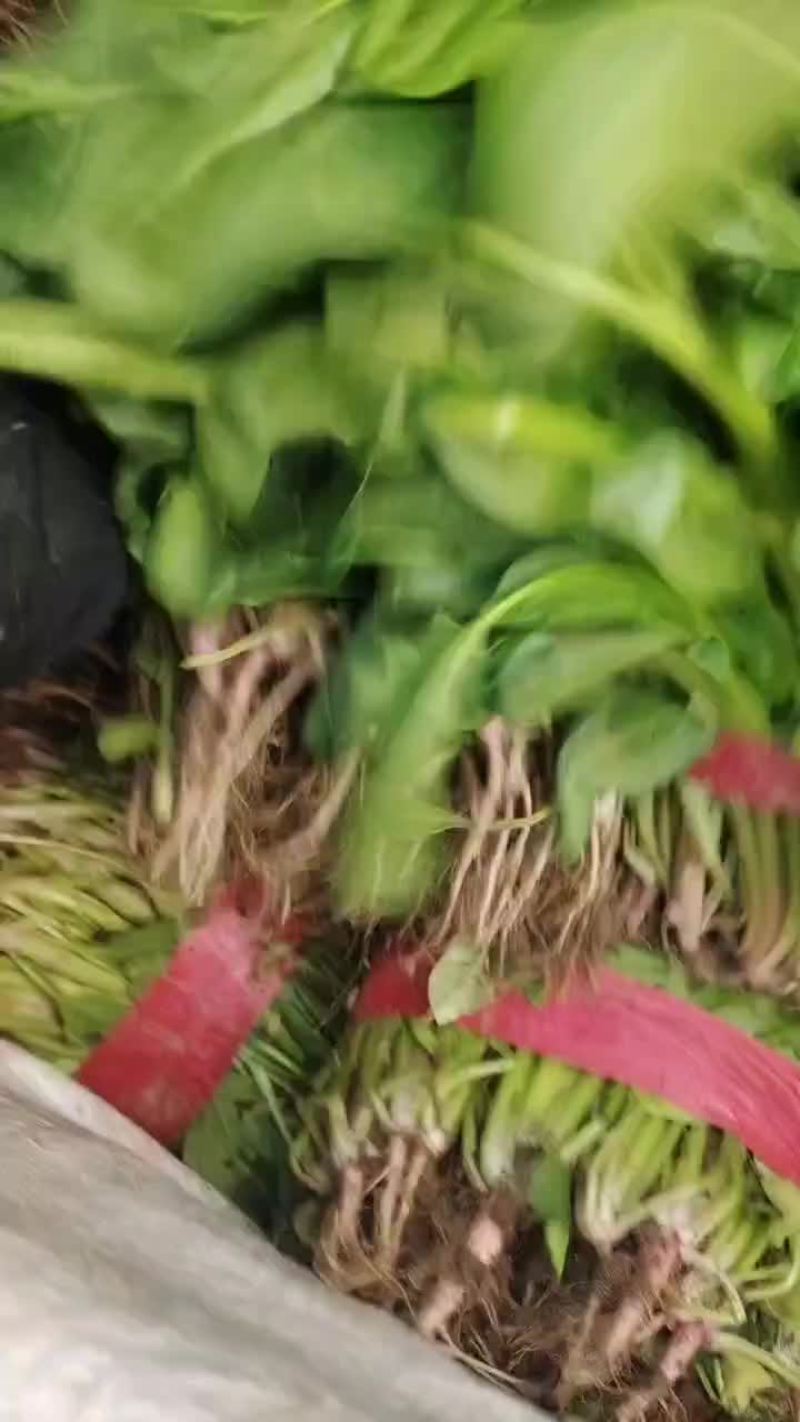 河北省邯郸市永年区小叶菠菜大量上市，精品小叶菠菜。