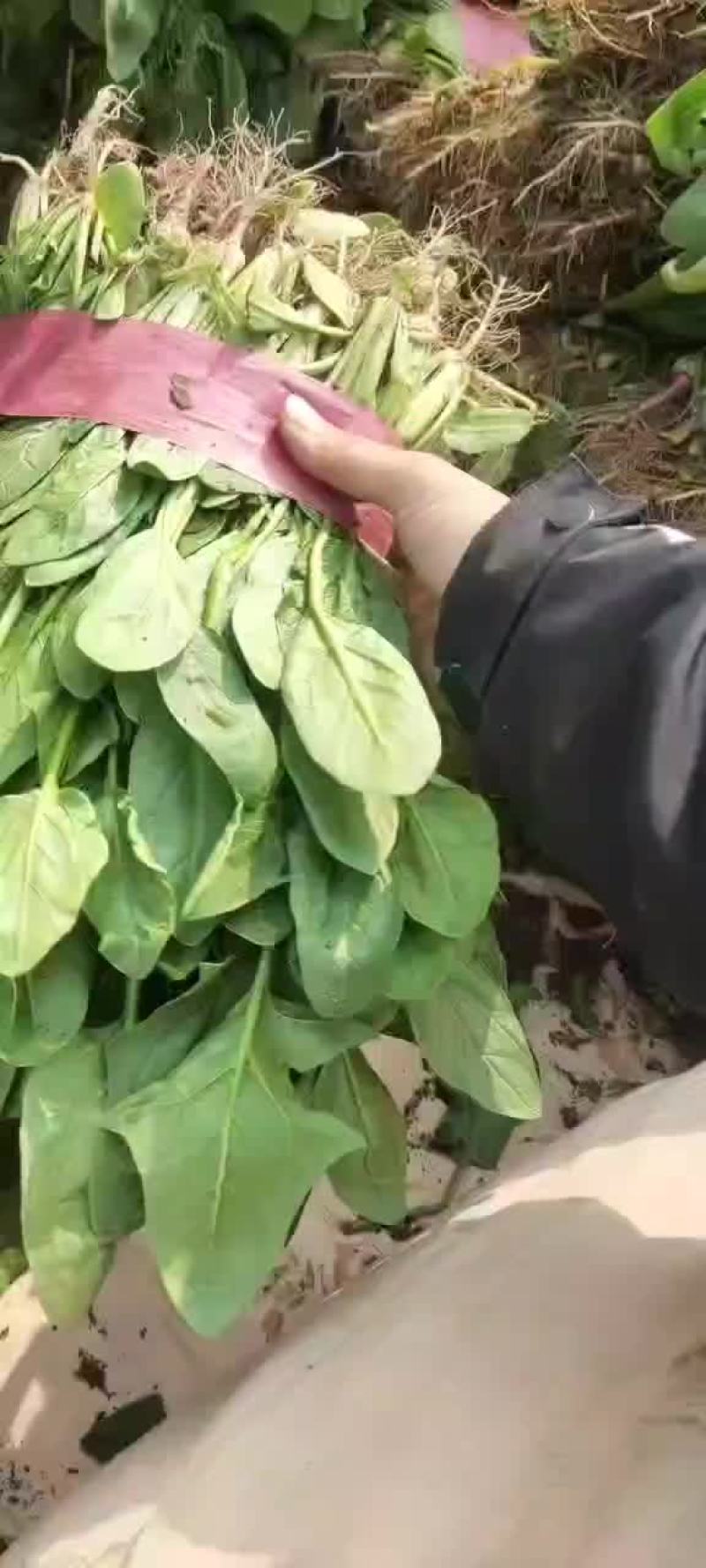 河北省邯郸市永年区小叶菠菜大量上市，精品小叶菠菜。