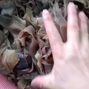 毛肚头子