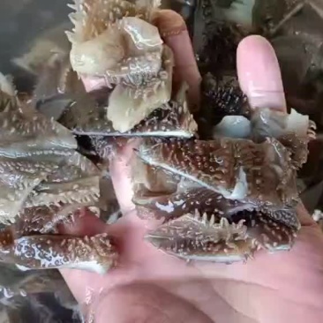 毛肚小边角