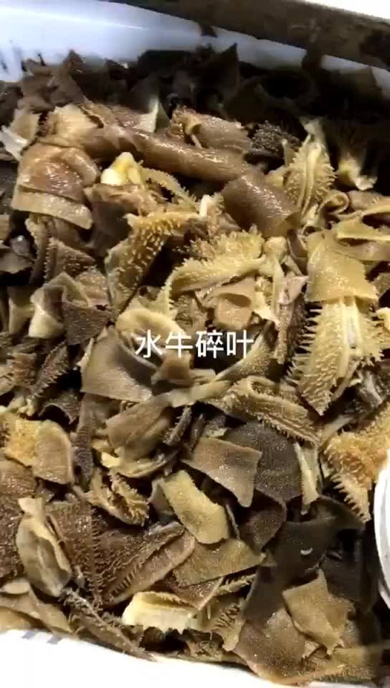 毛肚碎叶，碎毛肚