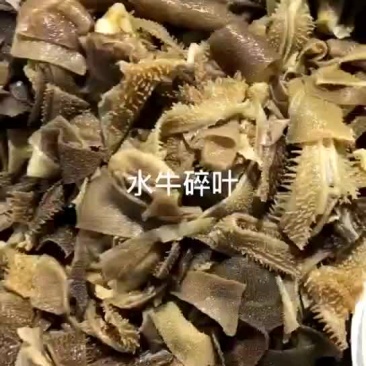 毛肚碎叶，碎毛肚