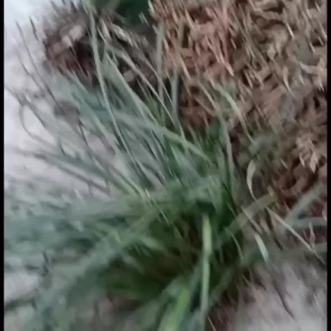 兰花蕙兰