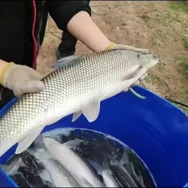 银鳕鱼