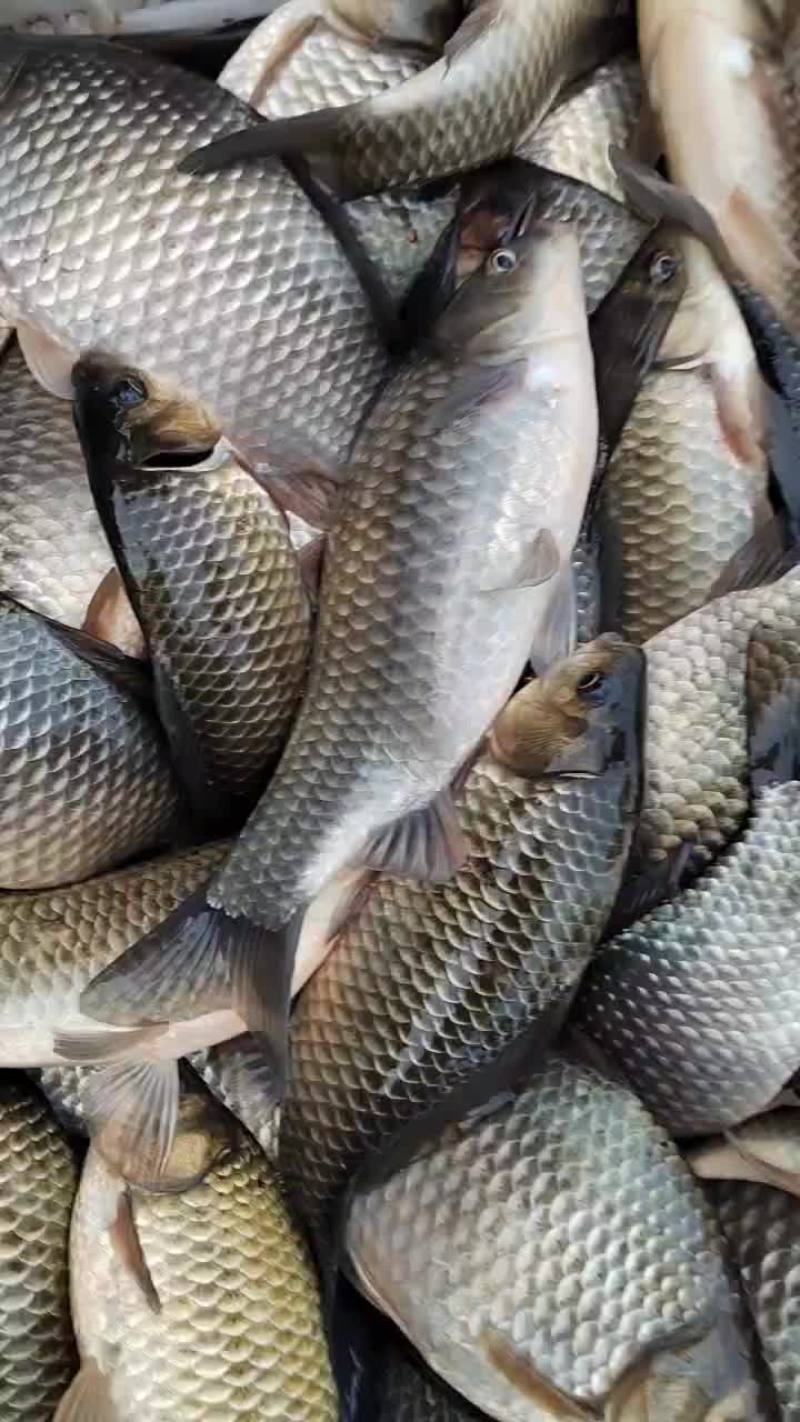 鲫鱼