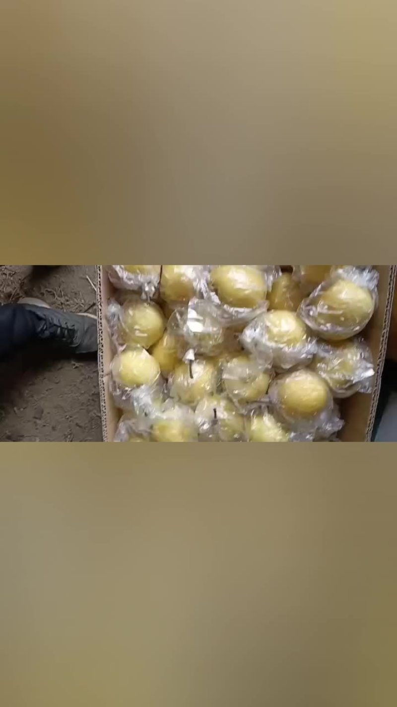 河北特产蜜梨一手货源产地直发价格美丽发往全国