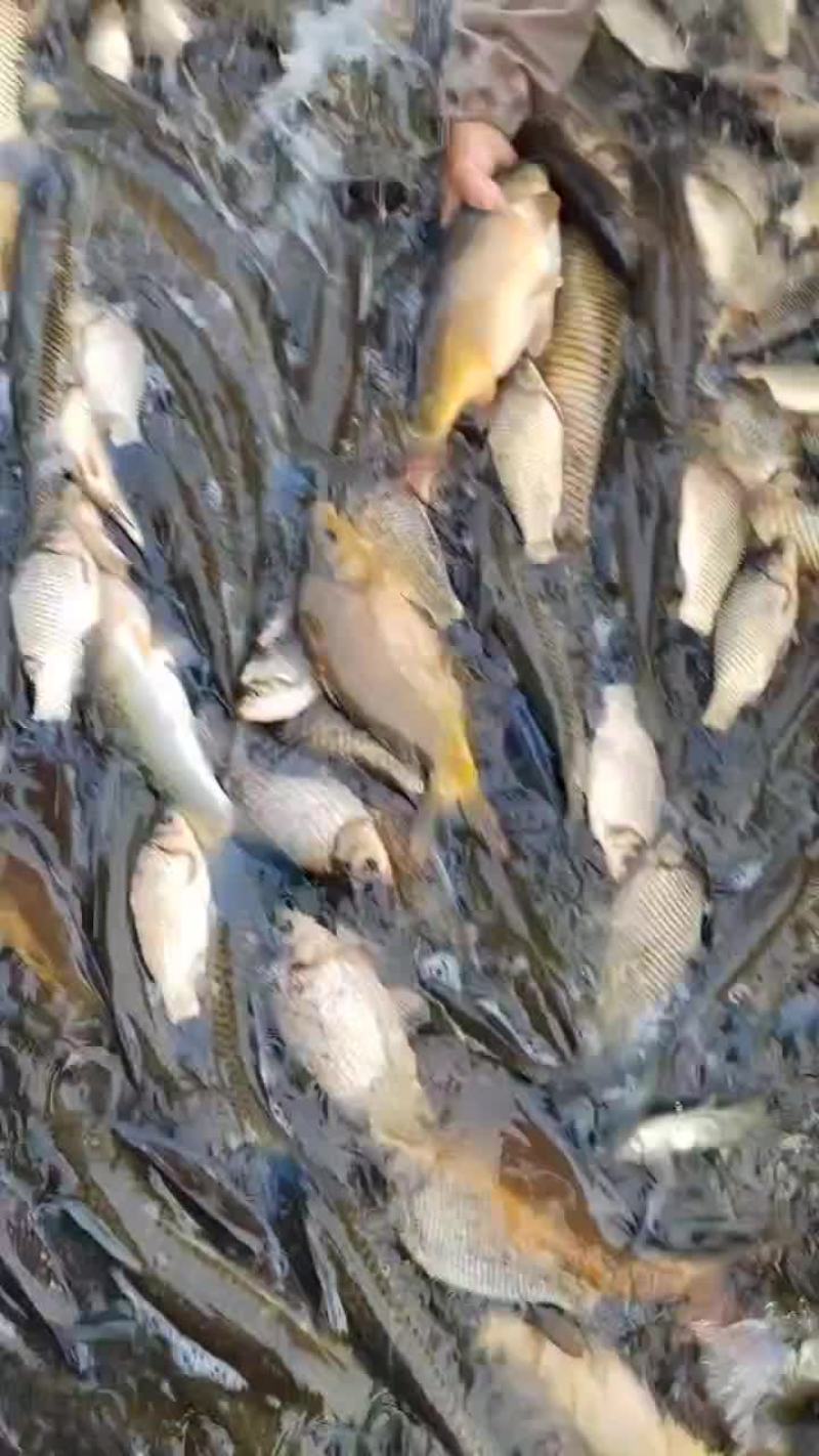 裸鲤