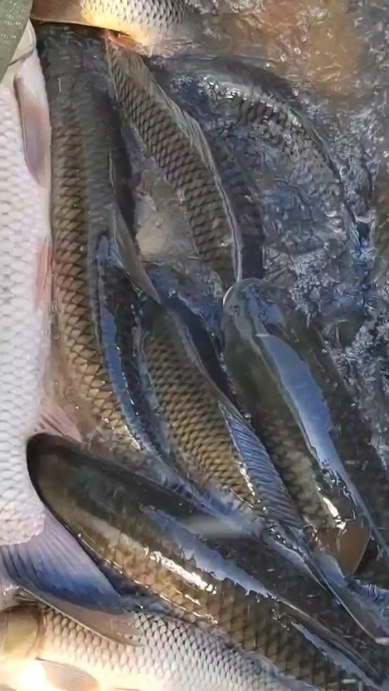 草鱼