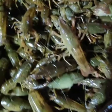 常年出售小龙虾苗，种苗，保证成活率，质量保证，