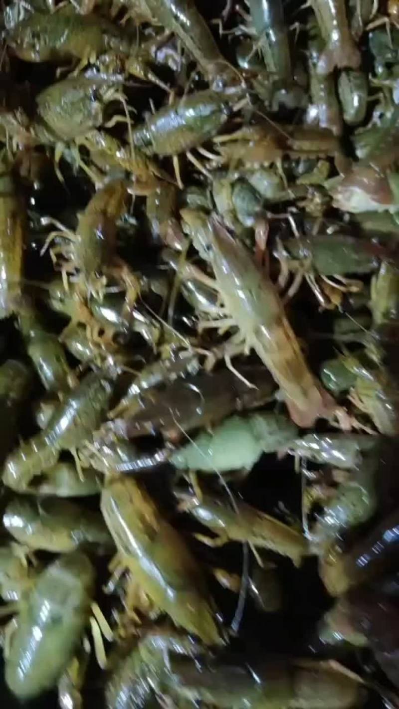 常年出售小龙虾苗，种苗，保证成活率，质量保证，