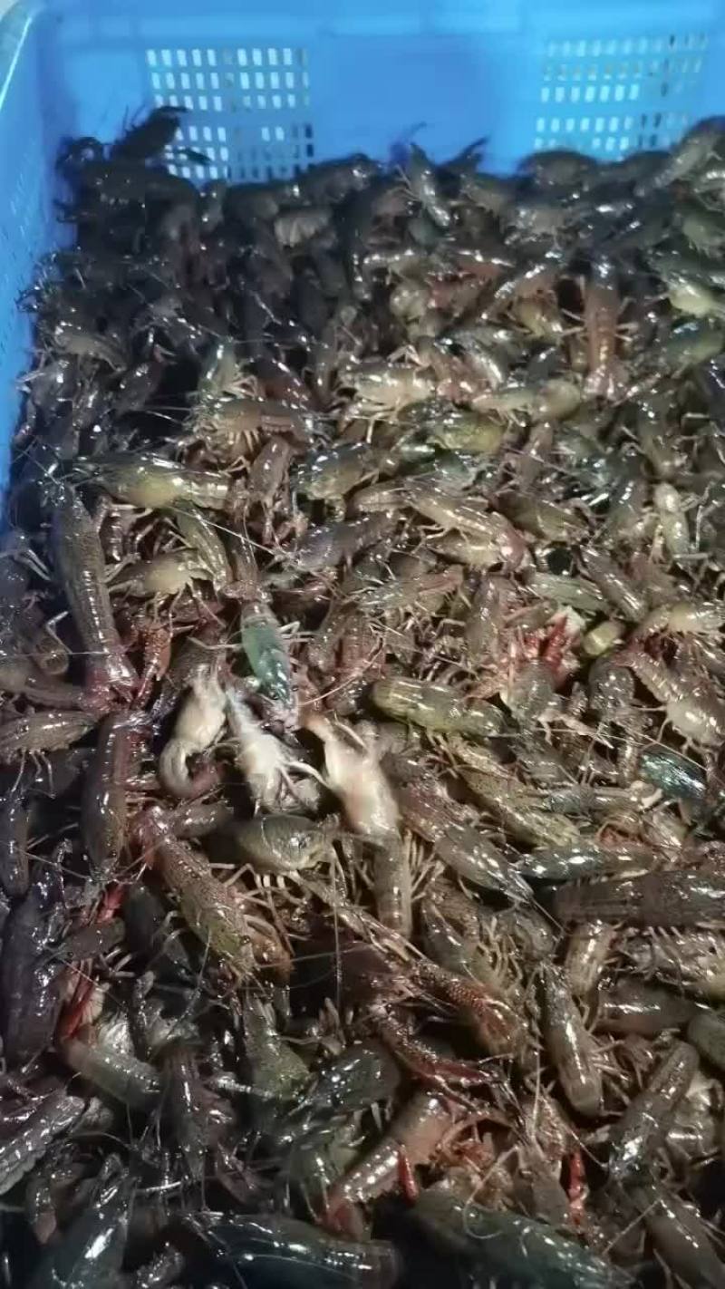 常年出售小龙虾苗，种苗，保证成活率，质量保证，