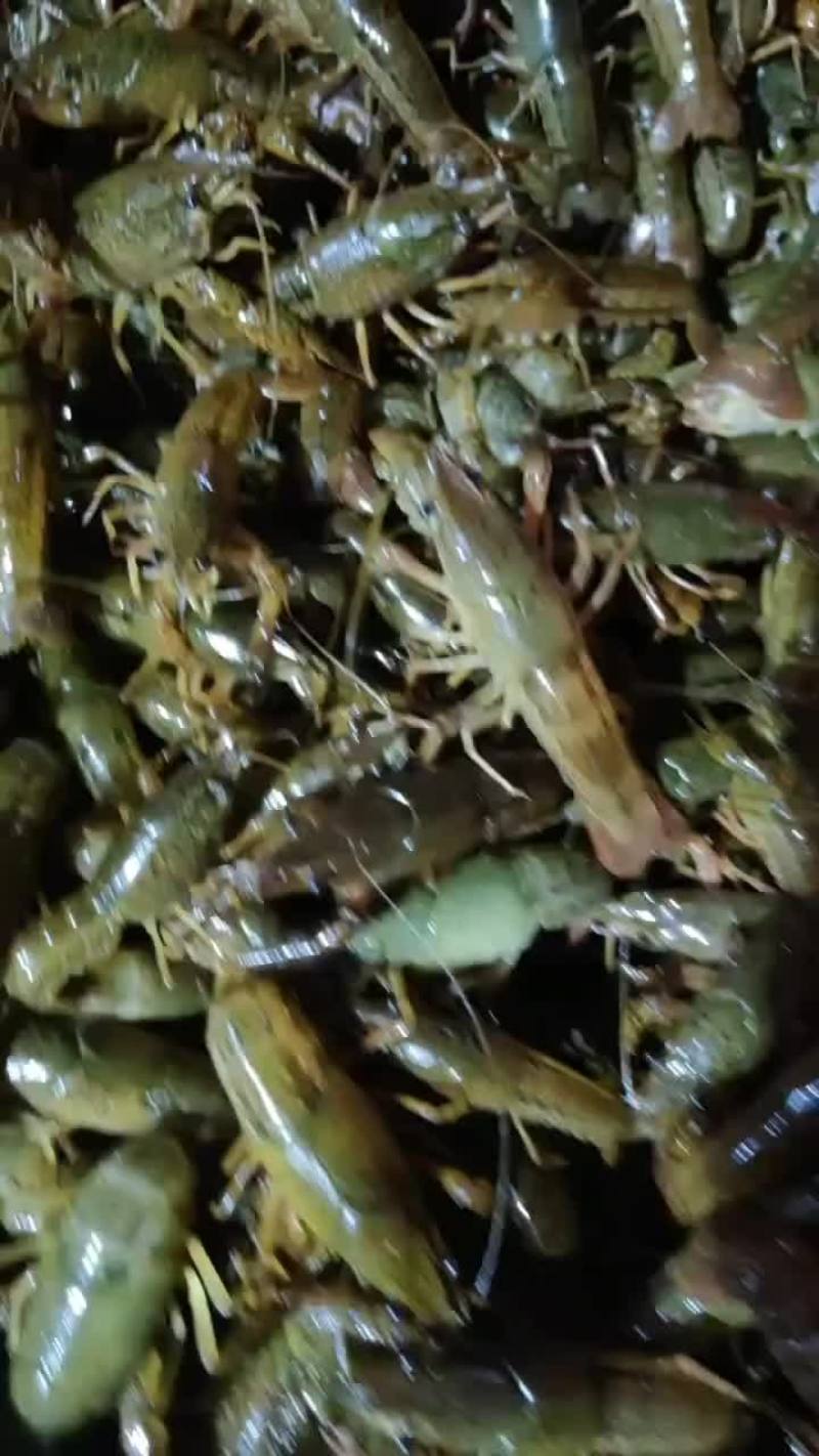 常年出售小龙虾苗，种苗，保证成活率，质量保证，