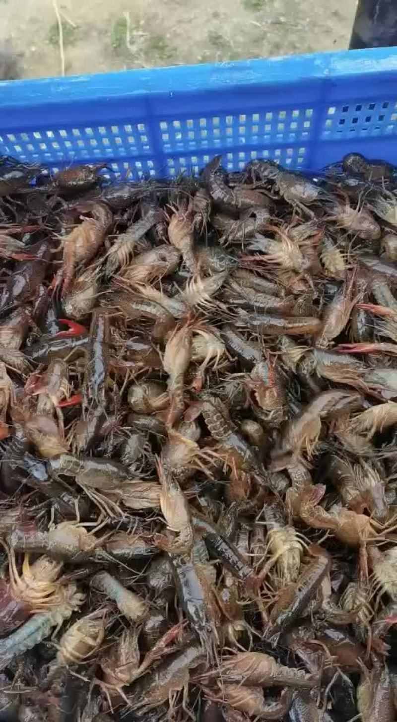 常年出售小龙虾苗，种苗，保证成活率，质量保证，
