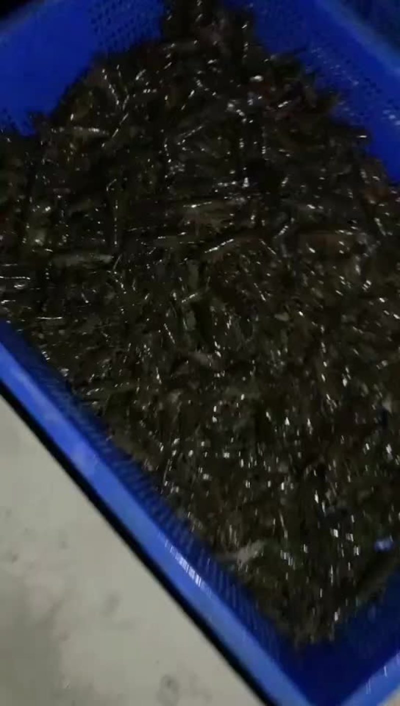 常年出售小龙虾苗，种苗，保证成活率，质量保证，