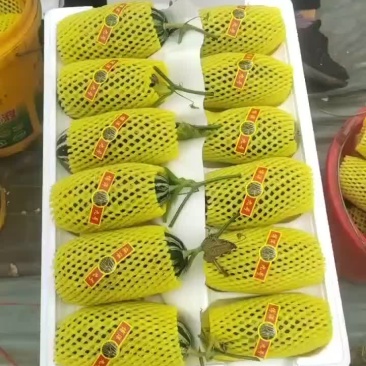 河北唐山乐亭甜瓜大量上市