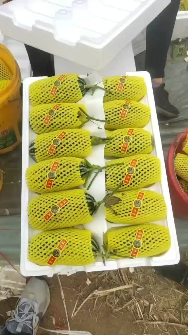 河北唐山乐亭甜瓜大量上市