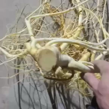 五指毛桃苗