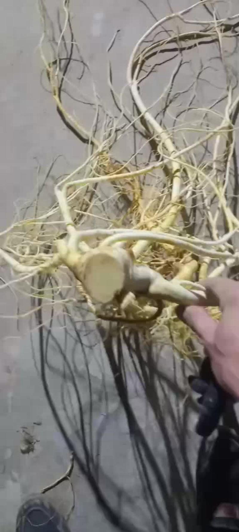 五指毛桃苗