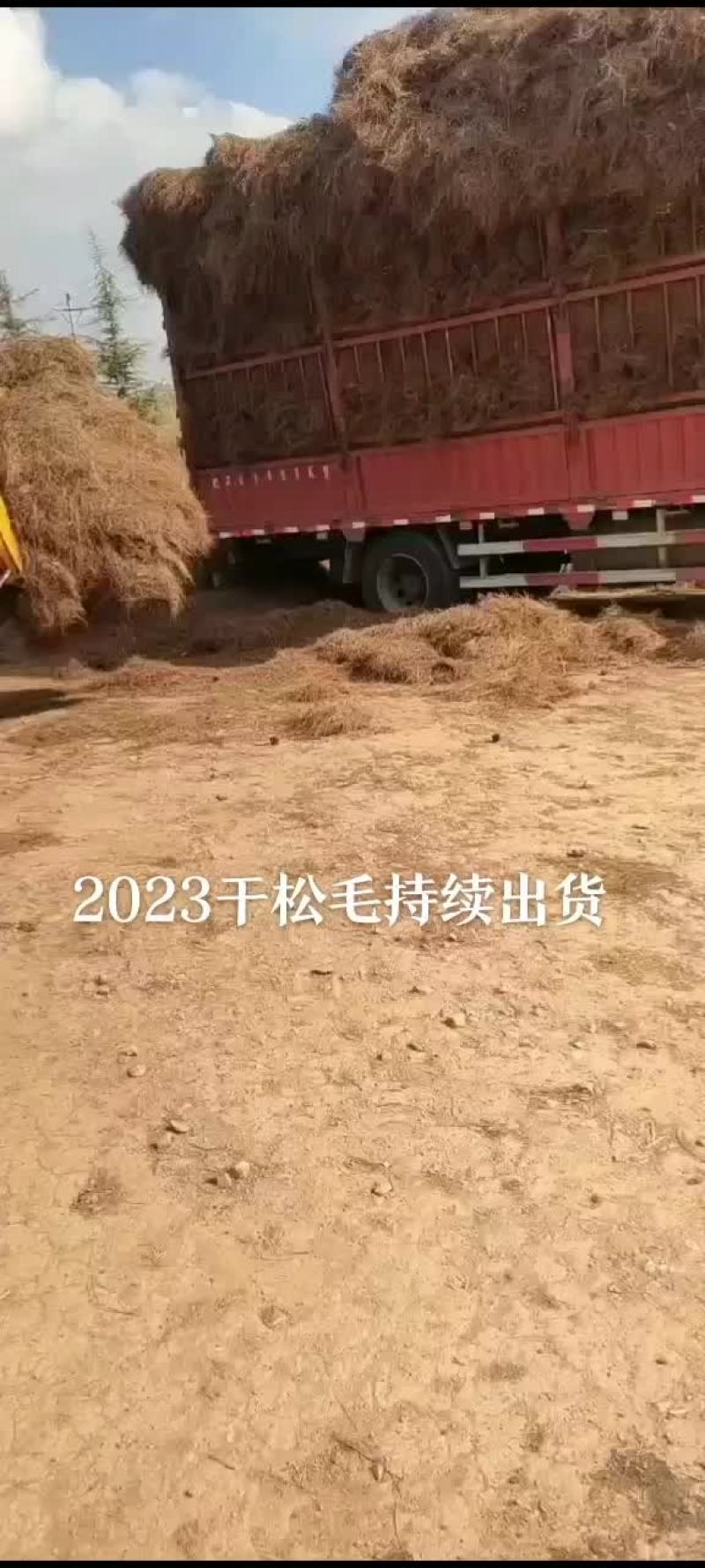 干松毛叶松针药材种植三七黄精白芨花卉魔芋种植专用