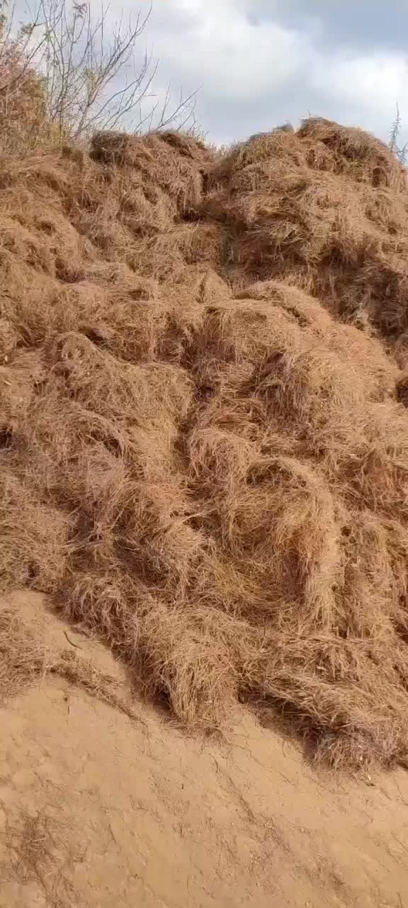 干松毛叶松针药材种植三七黄精白芨花卉魔芋种植专用