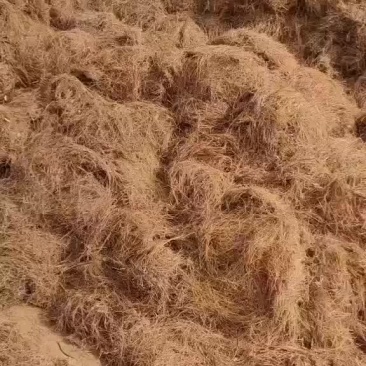 干松毛叶松针药材种植三七黄精白芨花卉魔芋种植专用