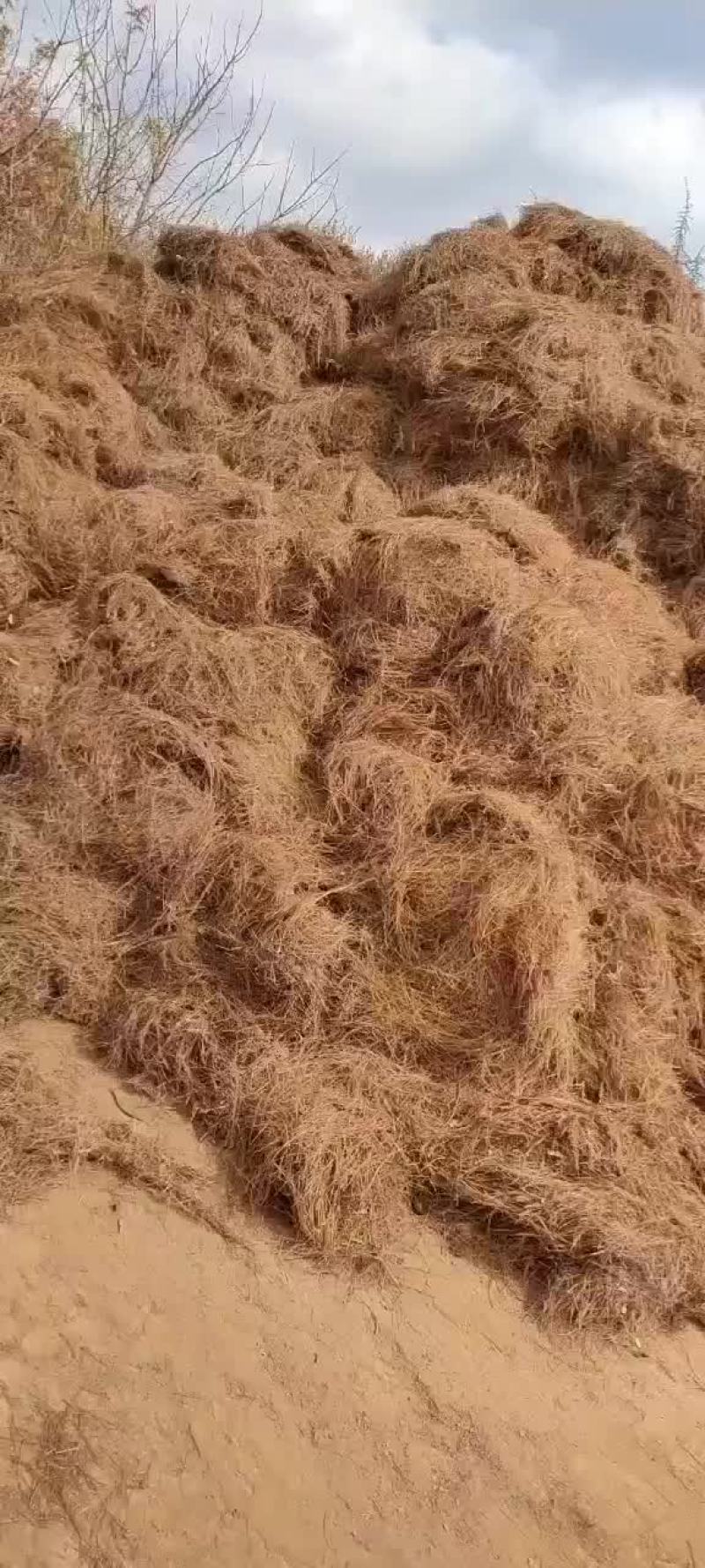干松毛叶松针药材种植三七黄精白芨花卉魔芋种植专用