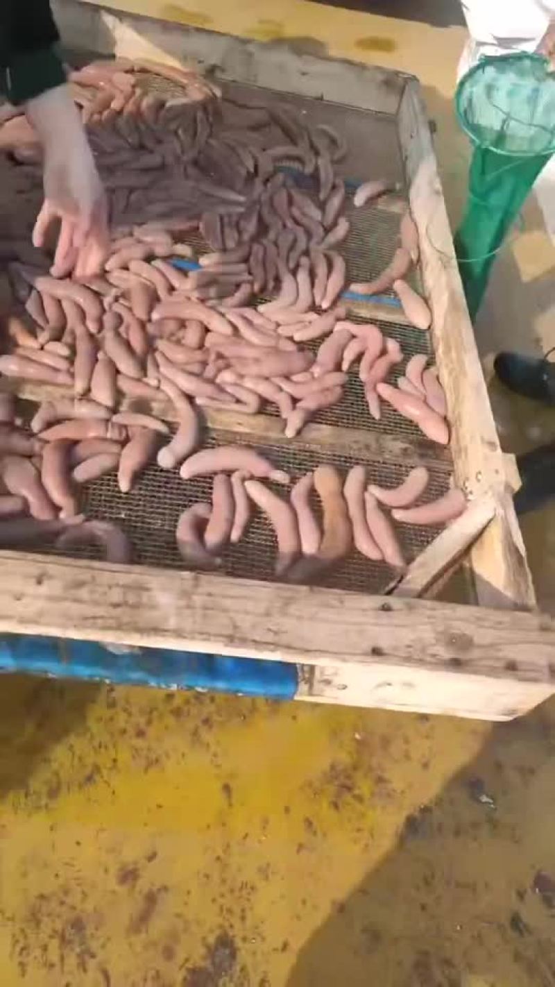 烟台本地海肠