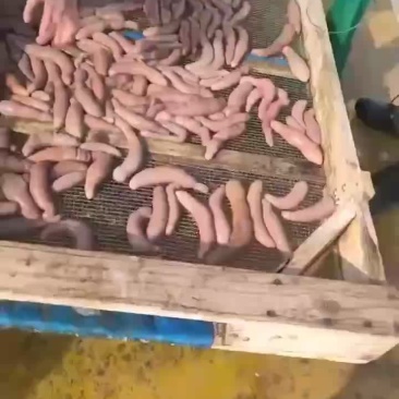 烟台本地海肠