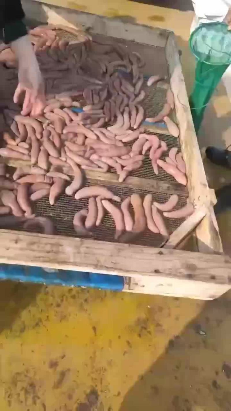 烟台本地海肠