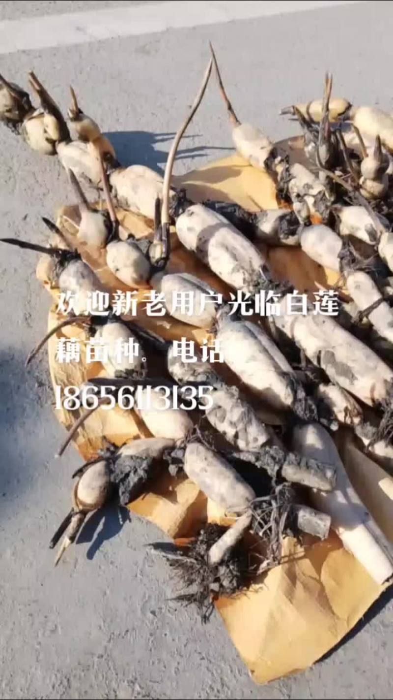 莲藕种苗