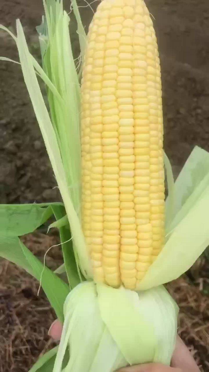甜玉米糯玉米