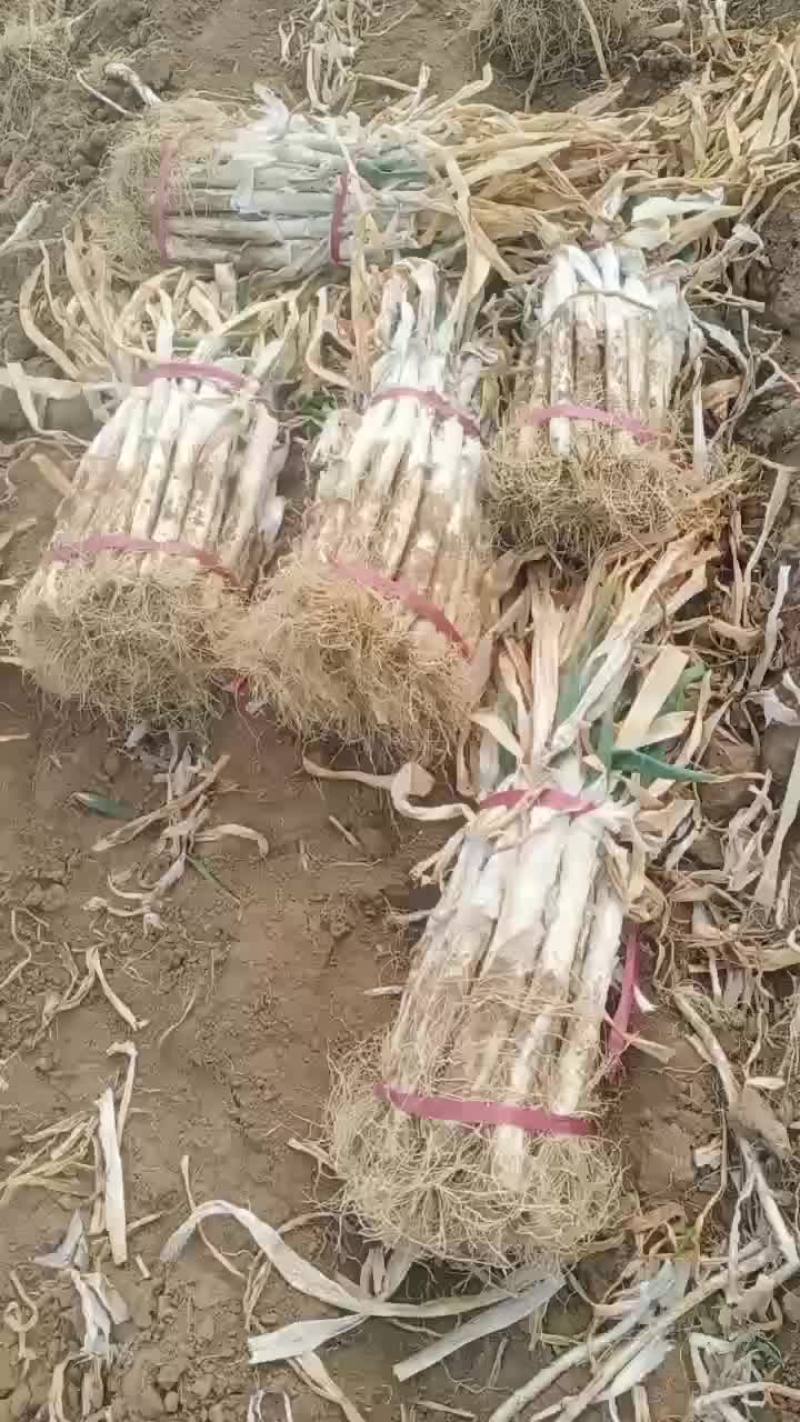 长白大葱