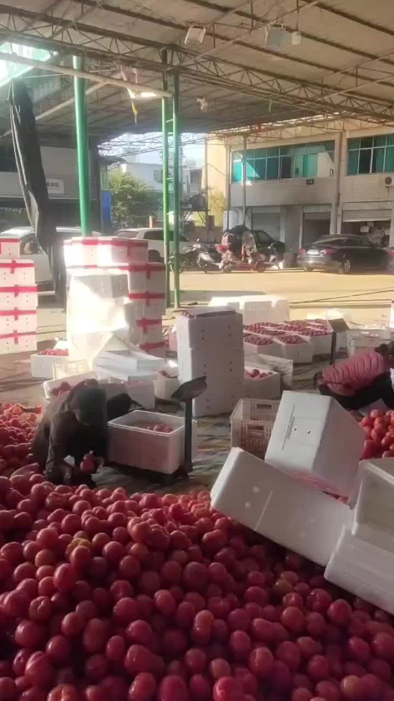 米易西红柿