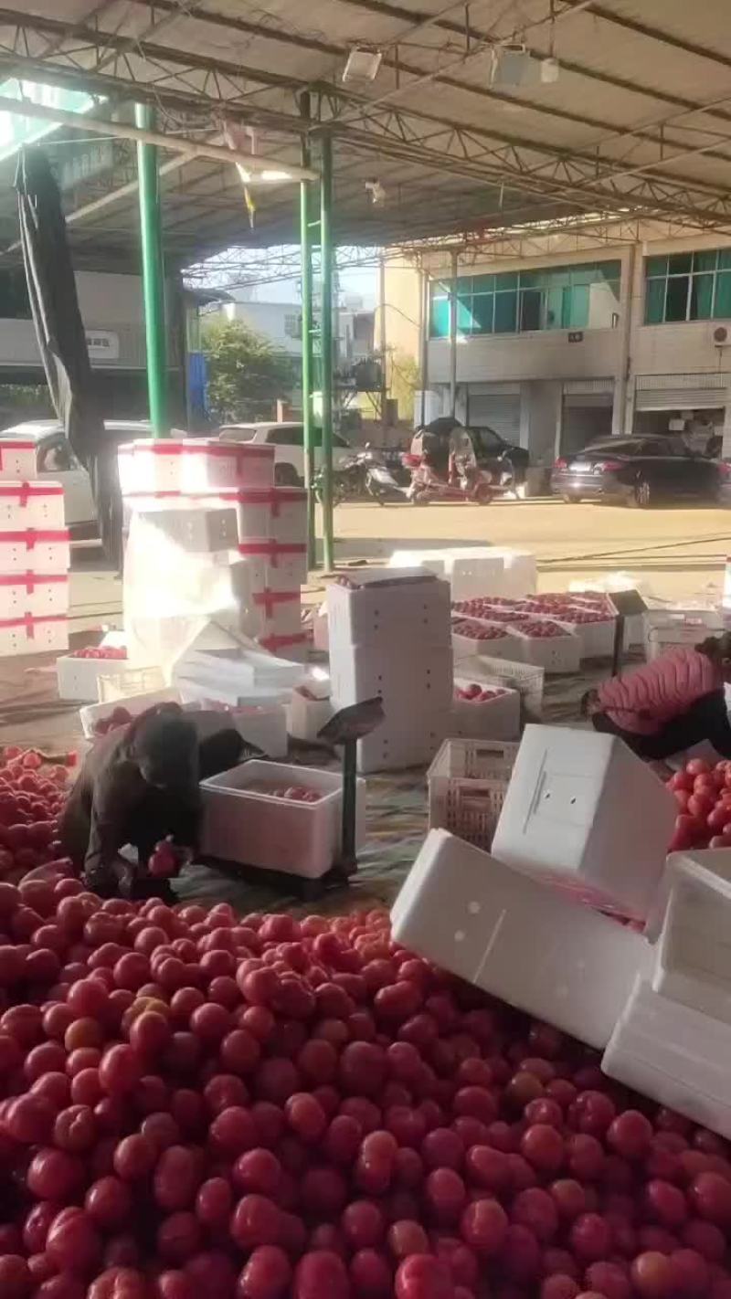 米易西红柿