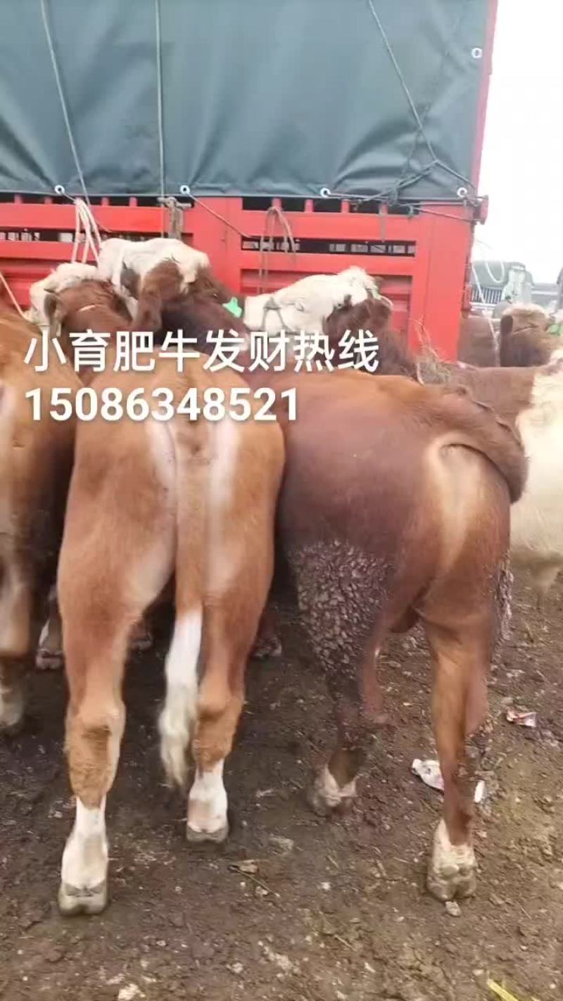 高山农户散养骨架大品相好抗病毒能力强