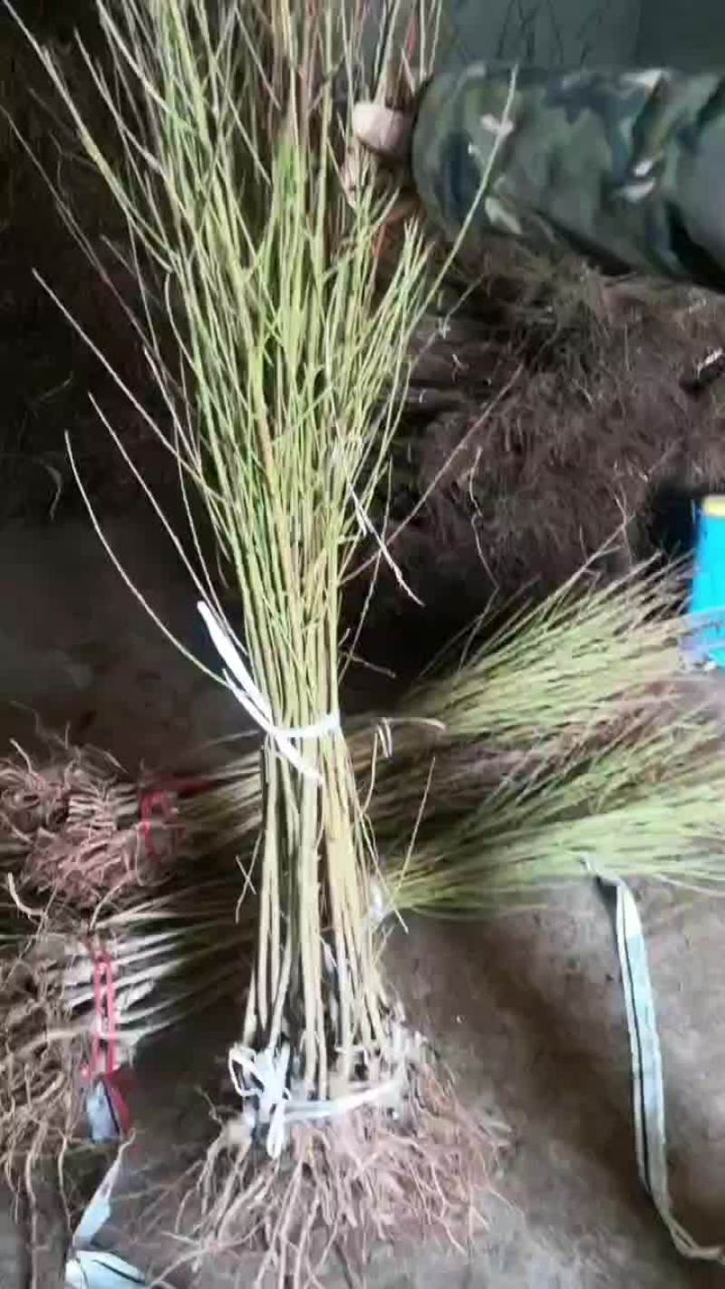 桃树苗