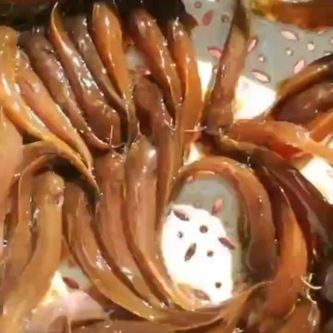 水蜂子长期有货价格便宜全国发货