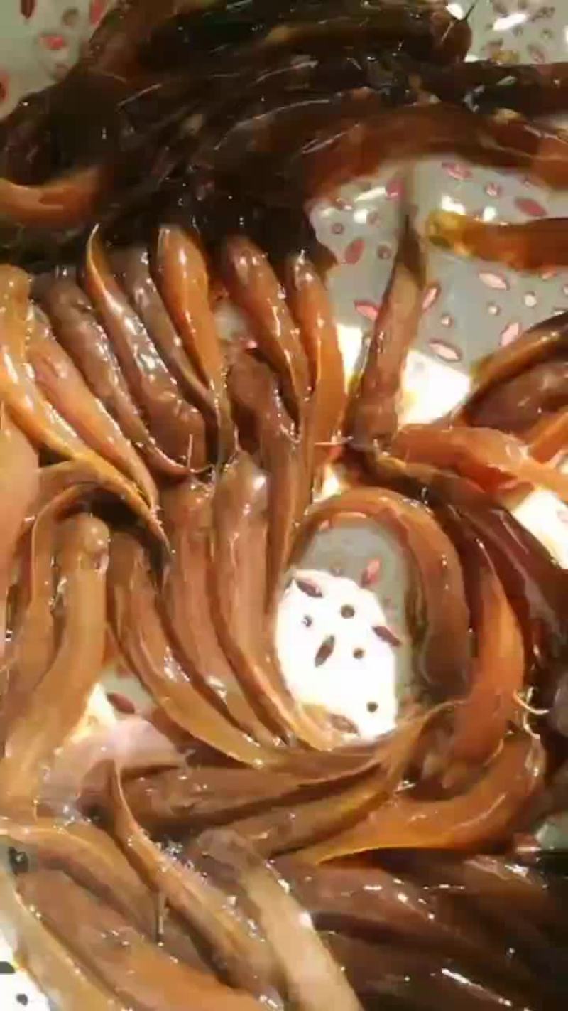 水蜂子长期有货价格便宜全国发货