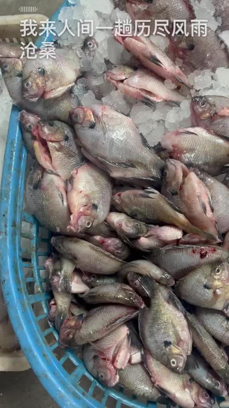 冰鲜太阳鱼
