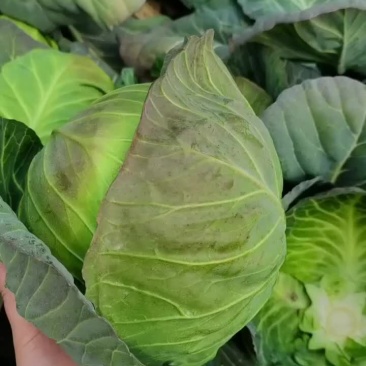 湖北绿美玉甘蓝质量好价格低