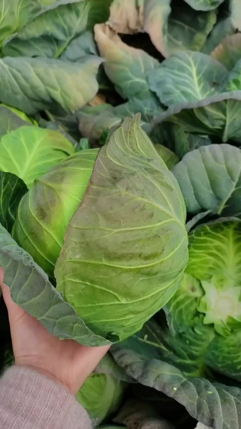 湖北绿美玉甘蓝质量好价格低